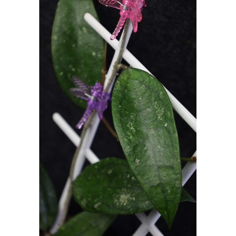 Hoya finlaysonii Burma sp. 298 sklep z kwiatami hoya