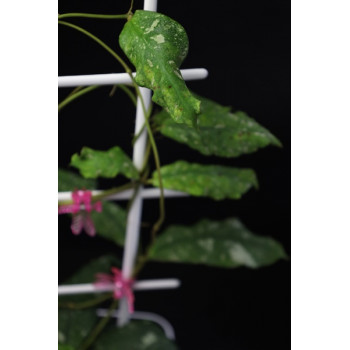 Hoya mitrata perfect splash sklep z kwiatami hoya
