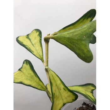 Hoya manipurensis 'Philo' ( variegated ) sklep z kwiatami hoya