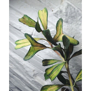 Hoya manipurensis 'Philo' ( variegated ) store with hoya flowers