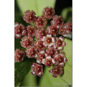 Hoya memoria - seeds 3pcs store with hoya flowers