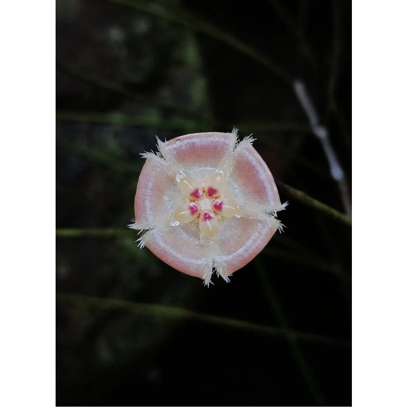 Hoya sp. Kalimantan ( spartioides & retrorsa group ) Real photos store with hoya flowers