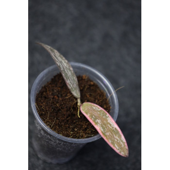 Hoya sigillatis albomarginata (AH Eternity) ukorzeniona sklep z kwiatami hoya