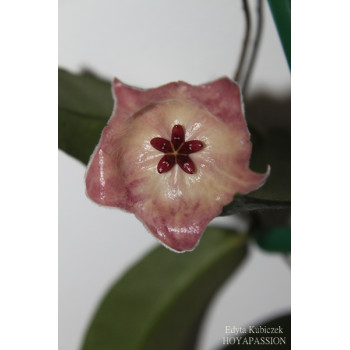 Hoya patella pinkish-orange flower internet store