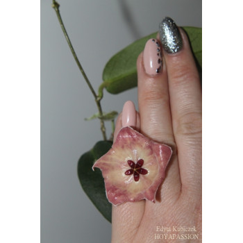Hoya patella pinkish-orange flower sklep z kwiatami hoya