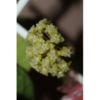 Hoya meredithii GPS1105 sklep z kwiatami hoya