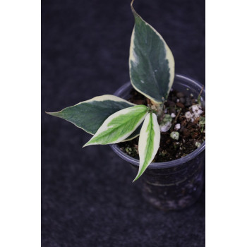 Hoya polyneura albomarginata - ukorzeniona sklep internetowy