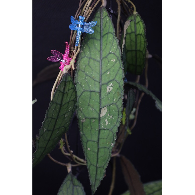 Hoya clemensiorum ( wavy leaves ) sklep z kwiatami hoya