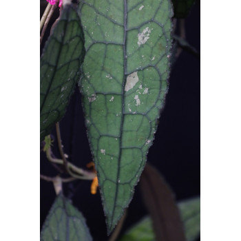 Hoya clemensiorum ( wavy leaves ) sklep z kwiatami hoya