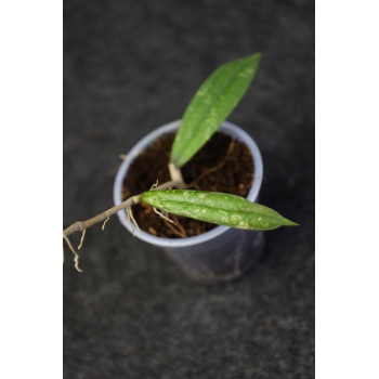 Hoya rigidifolia ( splash leaves ) - ukorzeniona sklep internetowy