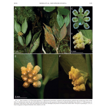 Hoya corymbosa - real photos sklep z kwiatami hoya