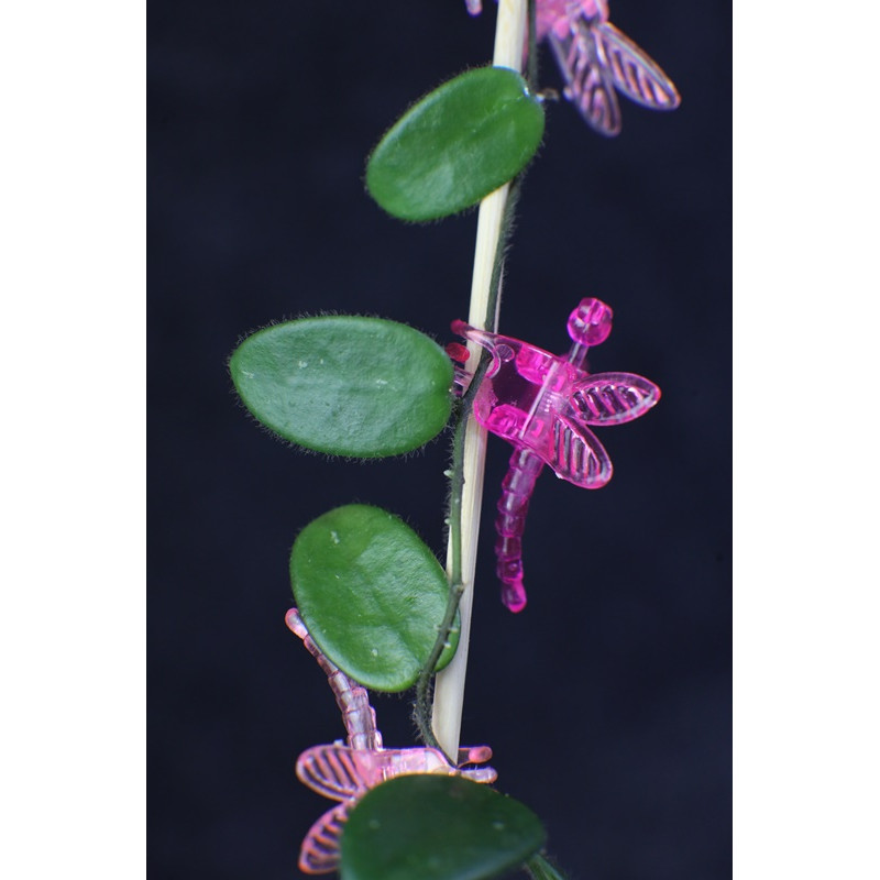 Hoya aff. spectatissima sklep z kwiatami hoya