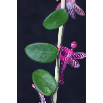Hoya aff. spectatissima sklep z kwiatami hoya
