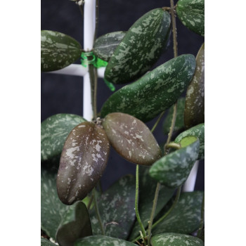 Hoya sigillatis round leaves store with hoya flowers