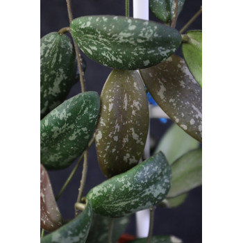 Hoya sigillatis round leaves internet store