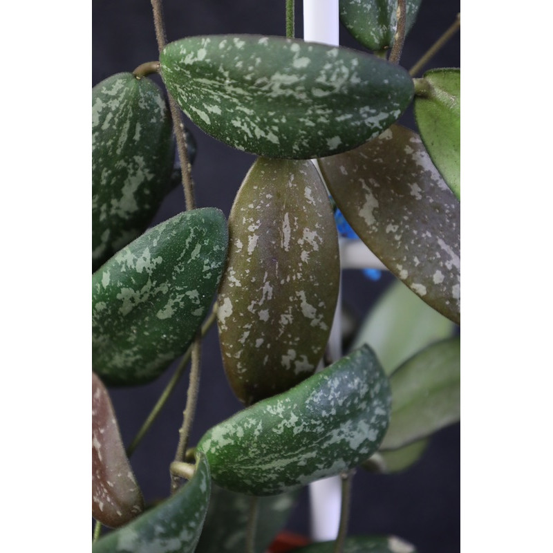 Hoya sigillatis round leaves sklep z kwiatami hoya