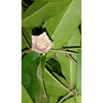 Hoya sp. Papua ( pedunculata group) NEW! Real photos internet store