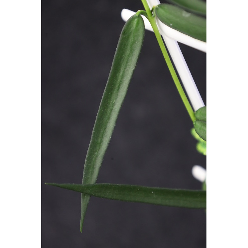 Hoya pandurata ssp. angustifolia store with hoya flowers