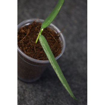Hoya pandurata ssp. angustifolia - real photos internet store