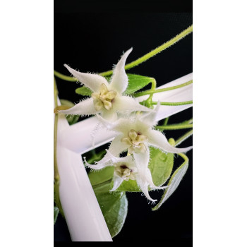 Hoya NOID from Papua ID 04 sklep z kwiatami hoya