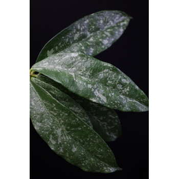 Hoya cystiantha splash leaves internet store