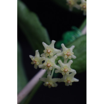 Hoya pandurata Vietnam splash leaves sklep z kwiatami hoya