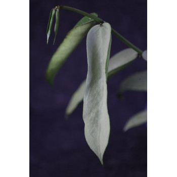 Hoya pandurata SILVER sklep z kwiatami hoya
