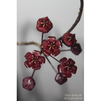 Hoya fauziana ssp. angulata sklep internetowy
