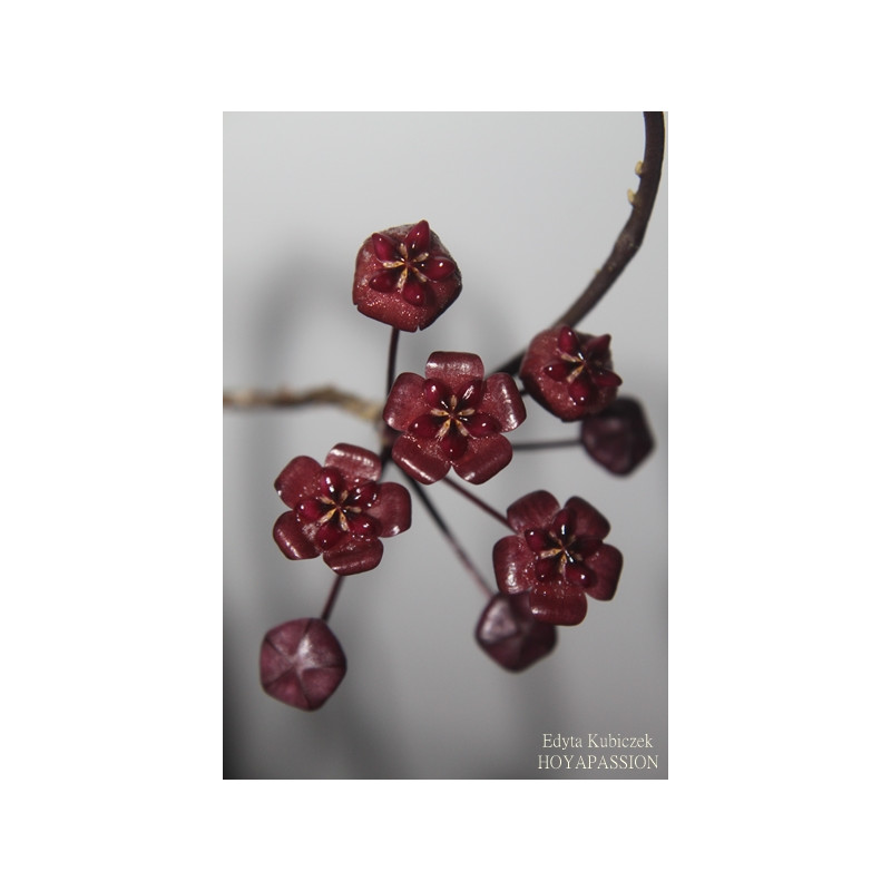 Hoya fauziana ssp. angulata sklep z kwiatami hoya