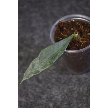 Hoya telosmoides - ukorzeniona sklep z kwiatami hoya