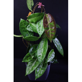 Hoya piestolepis NS16-002  ( WINE-RED clone ) store with hoya flowers