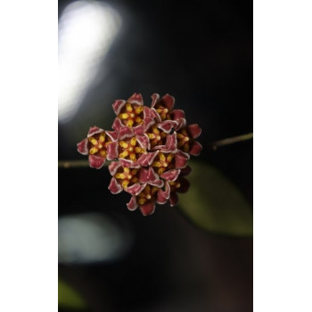 Hoya davidcummingii - nasiona 3szt sklep z kwiatami hoya