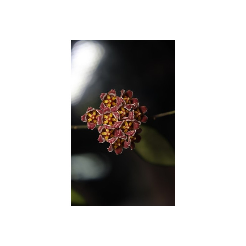 Hoya davidcummingii - seeds 3pcs store with hoya flowers
