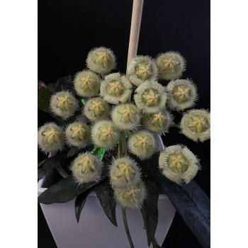 Hoya mirabilis ( clone B ) store with hoya flowers