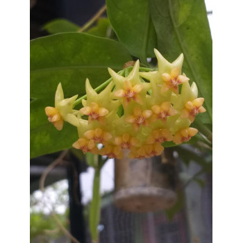 Hoya platycaulis sklep z kwiatami hoya