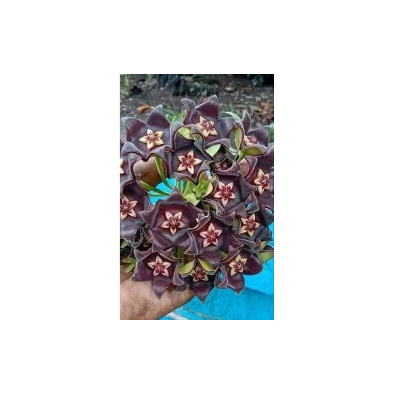 Hoya / Eriostemma sp. Papua store with hoya flowers