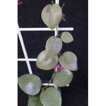 Hoya verticillata SILVER HEART sklep z kwiatami hoya