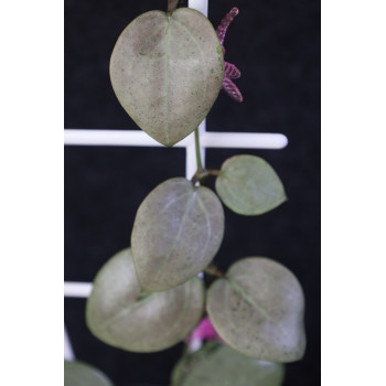 Hoya verticillata SILVER HEART store with hoya flowers