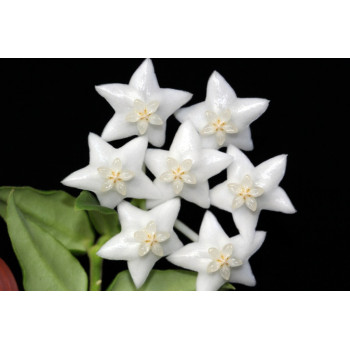 Hoya bella PES 03 ( white flowers ) sklep z kwiatami hoya