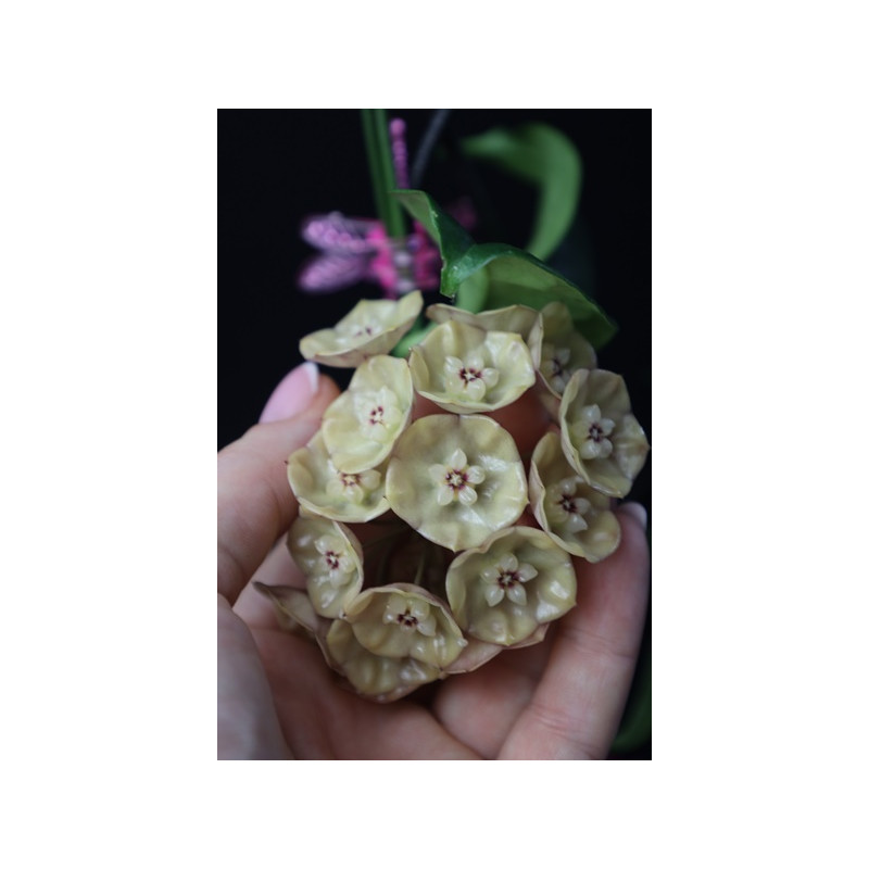 Hoya danumensis subsp. amarii ( sp. Sumatra yellow ) store with hoya flowers