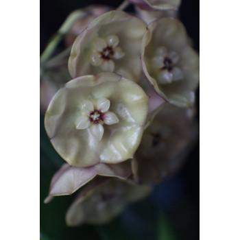 Hoya danumensis subsp. amarii ( sp. Sumatra yellow ) store with hoya flowers