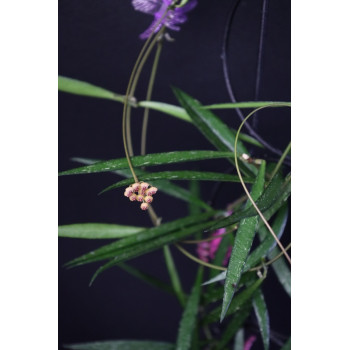 Hoya NO ID sp. Sumatra sklep z kwiatami hoya