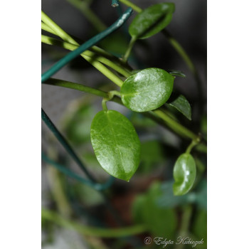 Hoya wightii ssp. palniensis - ukorzeniona sklep z kwiatami hoya
