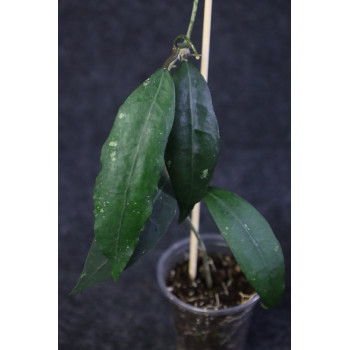 Hoya verticillata Tanggamus - rooted internet store