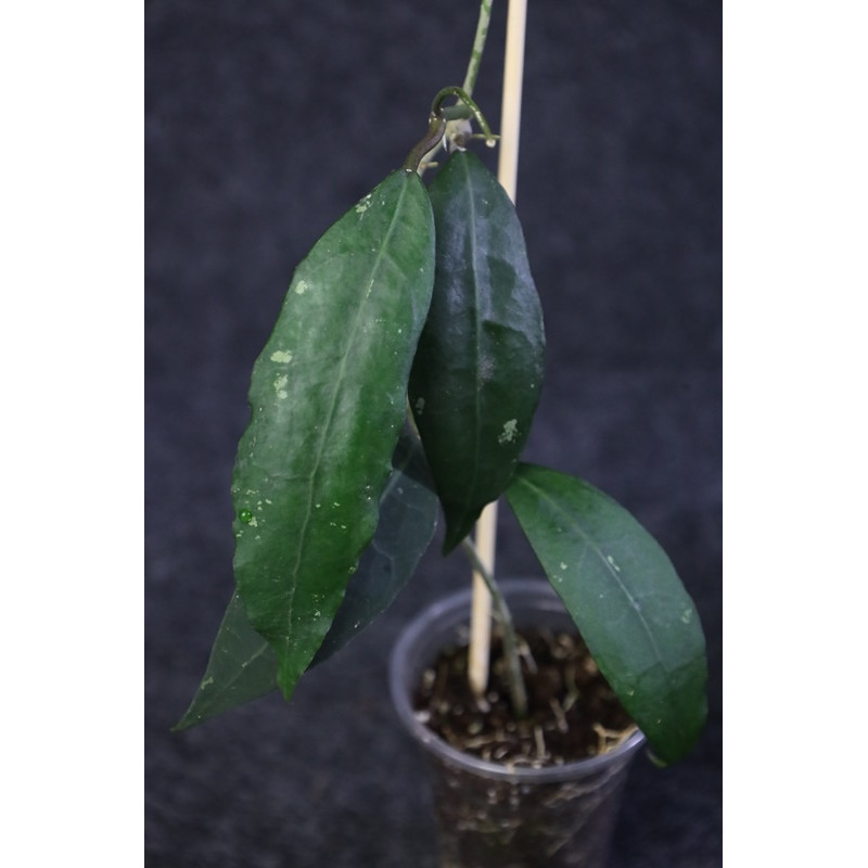 Hoya verticillata Tanggamus - ukorzeniona sklep z kwiatami hoya