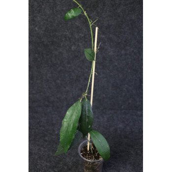 Hoya verticillata Tanggamus - rooted store with hoya flowers