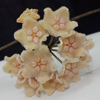 Hoya aff. edholmiana - ukorzeniona sklep z kwiatami hoya
