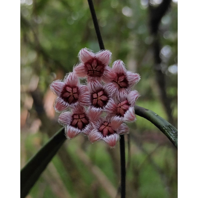 Hoya sulawesiana - ukorzeniona sklep z kwiatami hoya