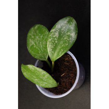 Hoya diptera splash leaves - ukorzeniona sklep internetowy
