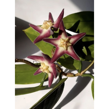Hoya stenakei - ukorzeniona sklep z kwiatami hoya